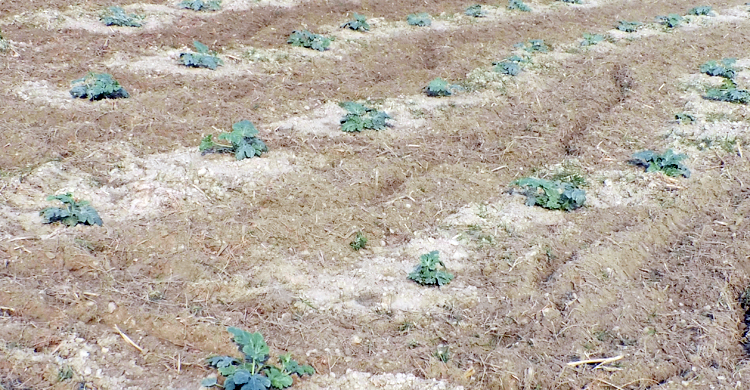 উঁচু জমিতে বাঁধ দিয়ে তরমুজ চাষ