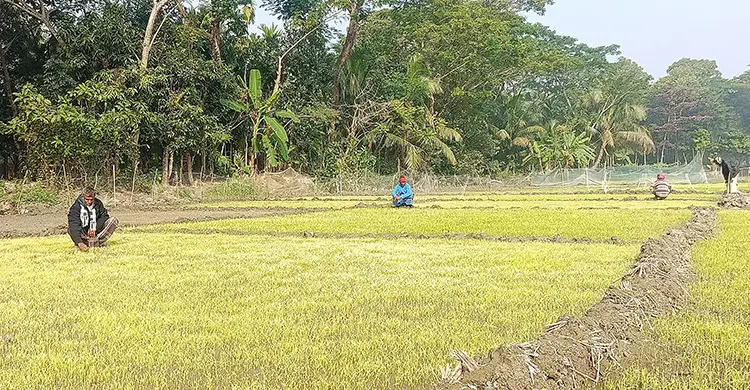 ঘন কুয়াশায় মরে যাচ্ছে ধানের চারা, দুশ্চিন্তায় কৃষকরা