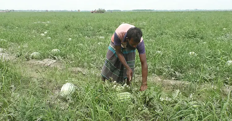 ভোলার বিচ্ছিন্ন চরে দু’পক্ষের দ্বন্দ্বে বিপাকে তরমুজ চাষিরা