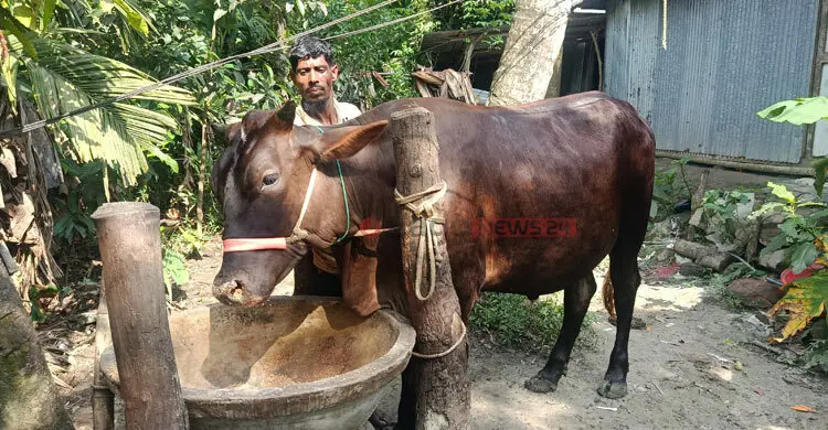 গো-খাদ্যের চড়া দামে লাভ নিয়ে শঙ্কায় খামারিরা