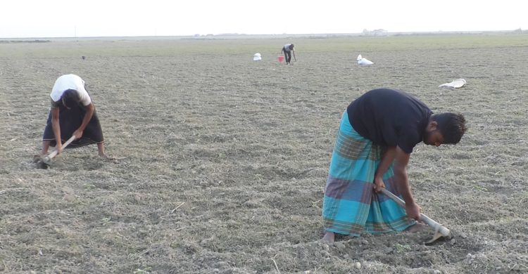 উঁচু জমিতে বাঁধ দিয়ে তরমুজ চাষ