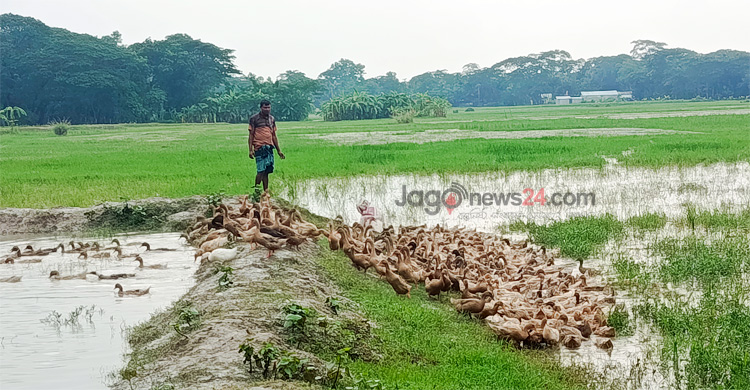 দৈনিক ৬৫ হাজার টাকার ডিম বিক্রি করেন জাকির হোসেন