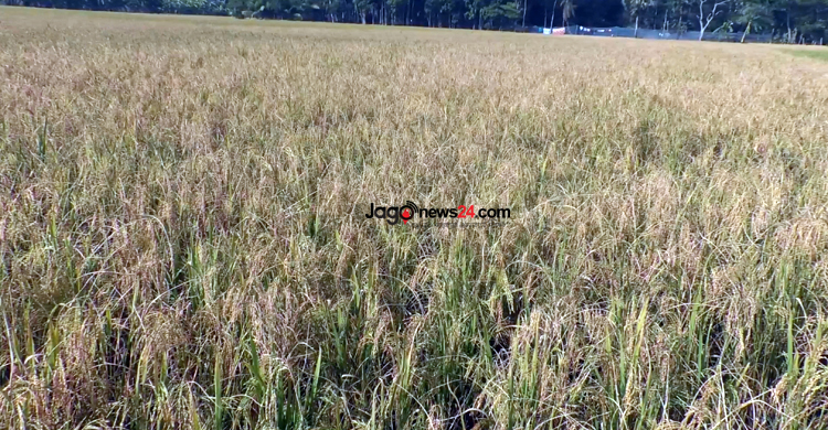 ভোলায় বাড়ছে আবাদ, শূন্যের কোঠায় পতিত জমি