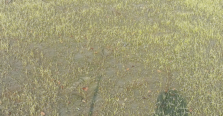 ঘন কুয়াশায় মরে যাচ্ছে ধানের চারা, দুশ্চিন্তায় কৃষকরা