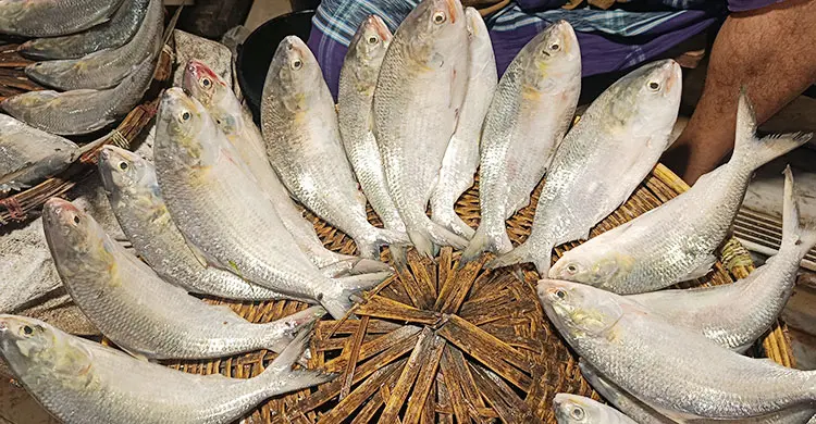 &lsquo;ইলিশের বাড়িতেও&rsquo; বৈশাখের দাপট, কেজি সাড়ে ৩ হাজার টাকা