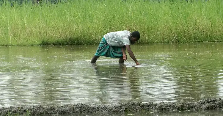 ভোলায় বৃষ্টিতে তলিয়ে গেছে আমনের বীজতলা, কৃষকদের মাথায় হাত