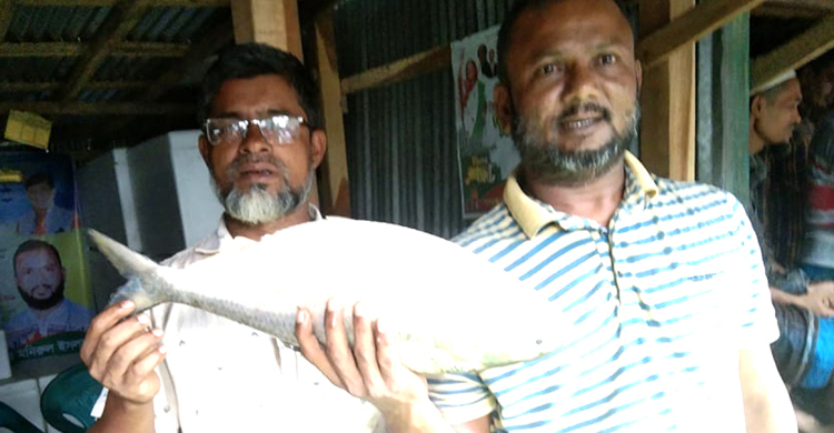 ভোলায় এক ইলিশ বিক্রি হলো সাড়ে ৪ হাজারে