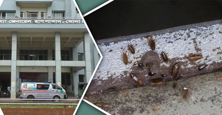 তেলাপোকার উৎপাতে বেডে থাকা দায় রোগীদের