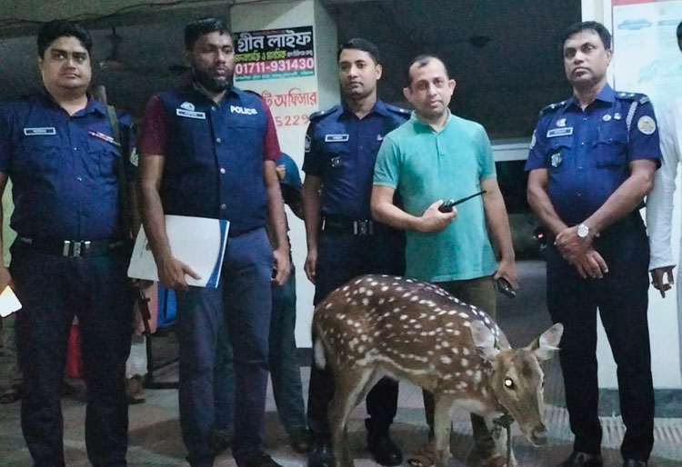 মেঘনায় ভেসে আসা হরিণ উদ্ধার