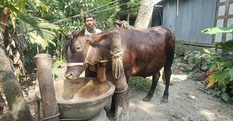 ভোলায় কোরবানির হাট কাঁপাবে ‘জমিদার’