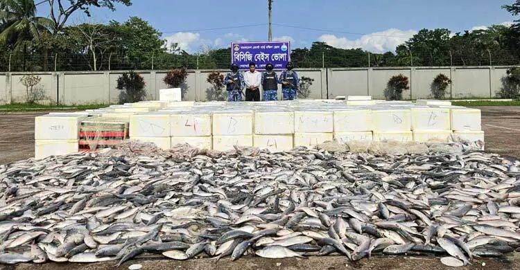 ভোলায় ৩ ট্রাক মাছ জব্দ