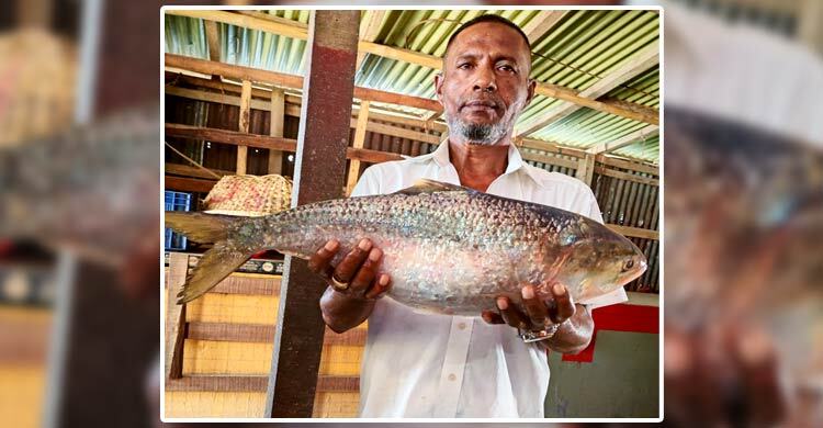 ভোলায় জেলের জালে রাজা ইলিশ, সাড়ে ৮ হাজার টাকায় বিক্রি
