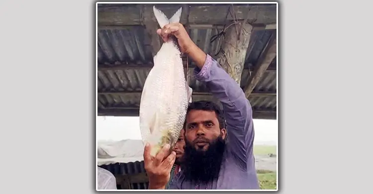 ভোলায় এক ইলিশ বিক্রি হলো ১১ হাজার ৬০০ টাকায়