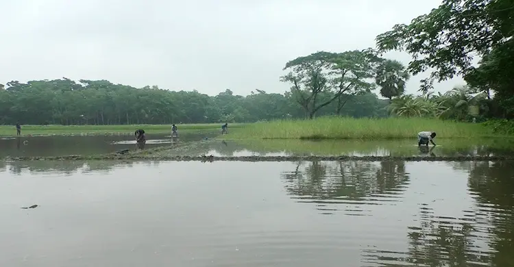 ভোলায় বৃষ্টিতে তলিয়ে গেছে আমনের বীজতলা, কৃষকদের মাথায় হাত
