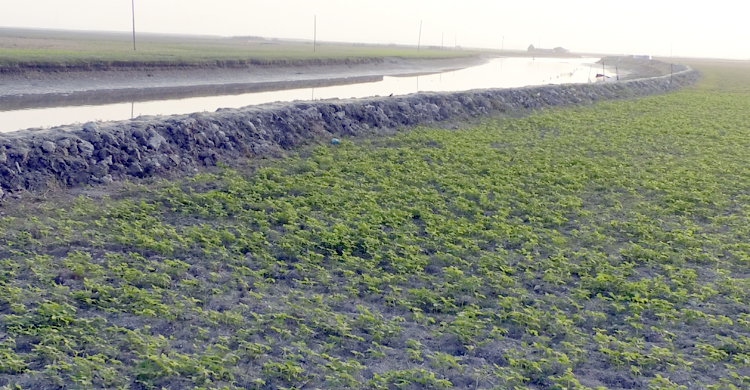 উঁচু জমিতে বাঁধ দিয়ে তরমুজ চাষ