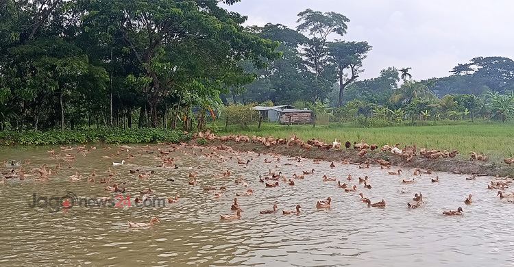 দৈনিক ৬৫ হাজার টাকার ডিম বিক্রি করেন জাকির হোসেন