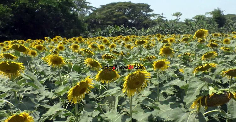 vভোলায় বাড়ছে আবাদ, শূন্যের কোঠায় পতিত জমি