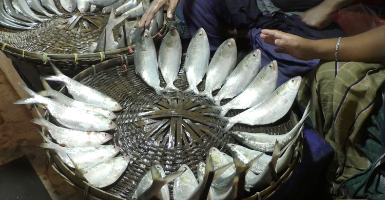 বাজারে ইলিশের সরবরাহ নেই, দাম বেশি