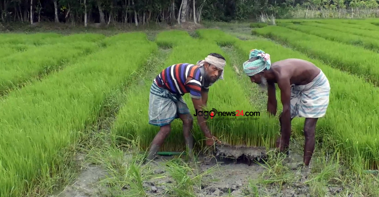 ভোলায় বাড়ছে আবাদ, শূন্যের কোঠায় পতিত জমি