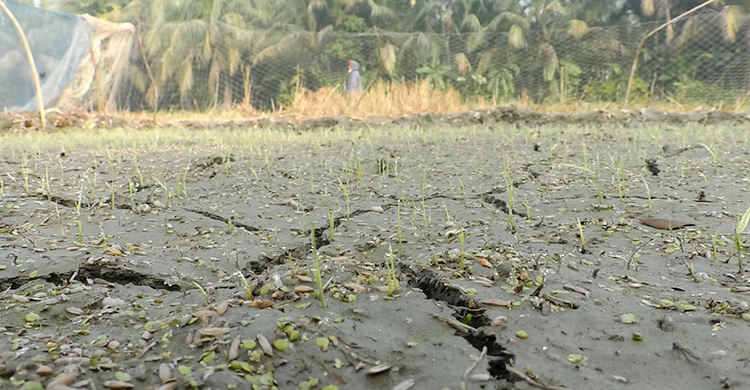 ঘন কুয়াশায় মরে যাচ্ছে ধানের চারা, দুশ্চিন্তায় কৃষকরা