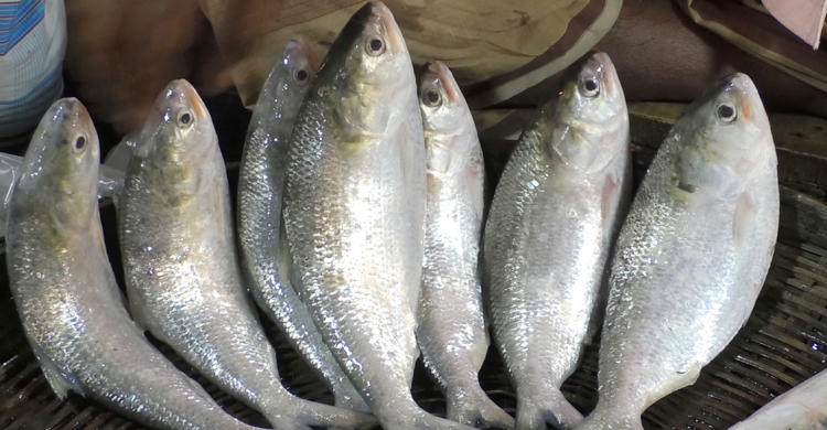 বাজারে ইলিশের সরবরাহ নেই, দাম বেশি