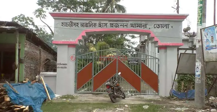 ভোলায় বন্ধ হাঁস প্রজনন খামার, ভাঙছে হাজারো উদ্যোক্তার স্বপ্ন