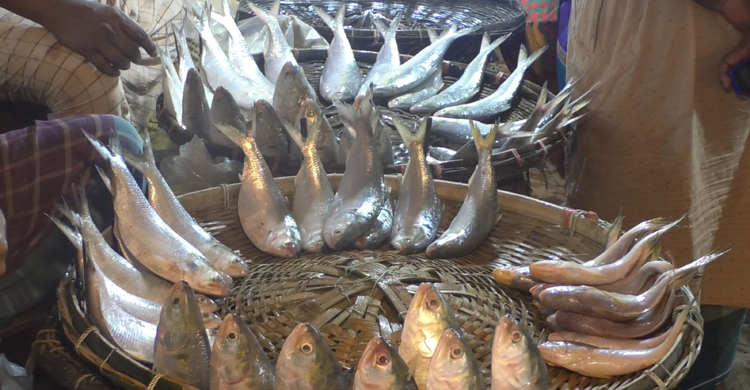 ৬০০ গ্রামের ইলিশও ১২০০ টাকা কেজি