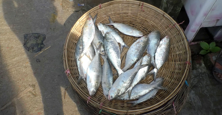 মা ইলিশ ধরতে চান না জেলেরা
