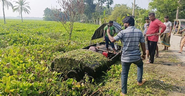 ঠেঙামারী বিল যেন কচুরিপানার ‘সাগর’