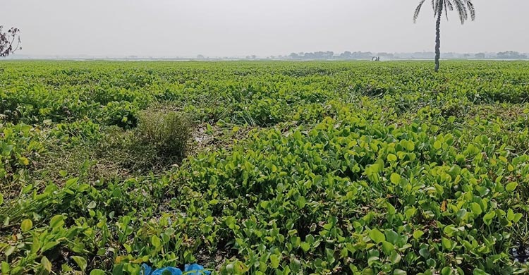 ঠেঙামারী বিল যেনো কচুরিপানার ‘সাগর’