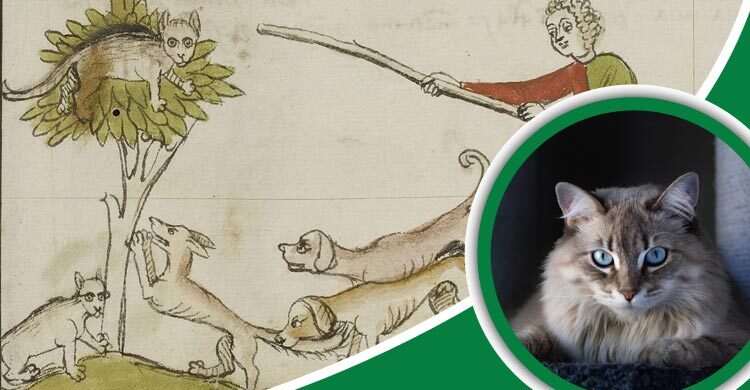 ইউরোপে বিড়ালের অন্ধকার অধ্যায়, সমুদ্রে সৌভাগ্যের সঙ্গী