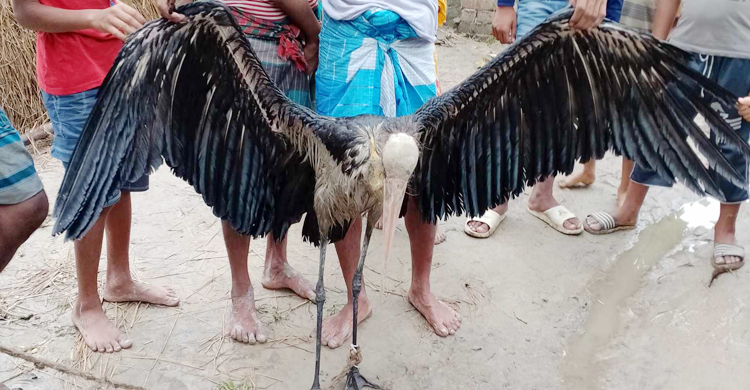 বিরল প্রজাতির ম্যারাবু মদনটাক উদ্ধার