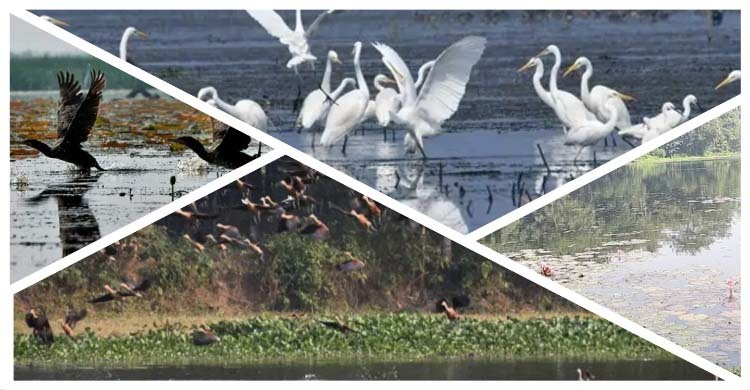 কেন কমছে পর্যটনের সৌন্দর্য পরিযায়ী পাখি