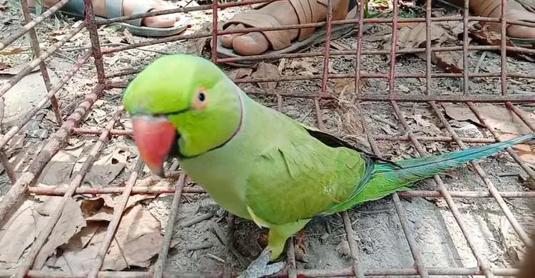 চন্দনারা কই?