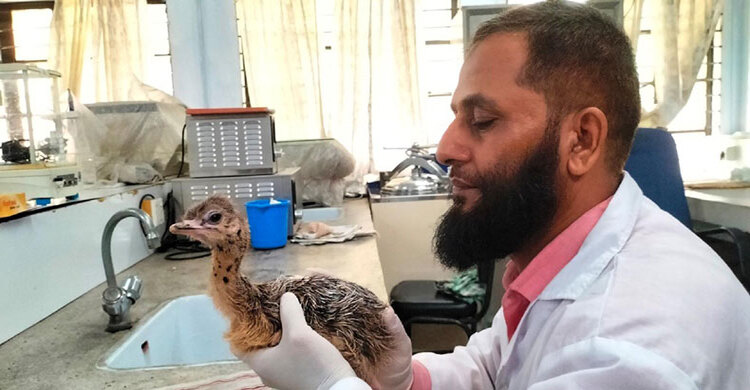 হাজী দানেশ বিশ্ববিদ্যালয়ে উটপাখির ডিম থেকে ফুটলো বাচ্চা