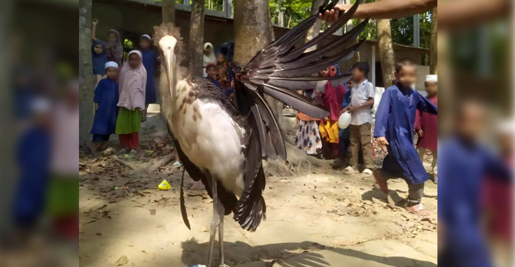 আহত মদনটাক পাখি জবাই করে মাংস ভাগ, নেতৃত্বে ইউপি সদস্য