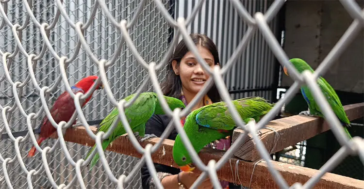 ছাদে শখের খামারে দুই শতাধিক রঙিন পাখি