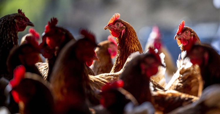 ব্রাজিলে বার্ড ফ্লু, সতর্কতা জারি