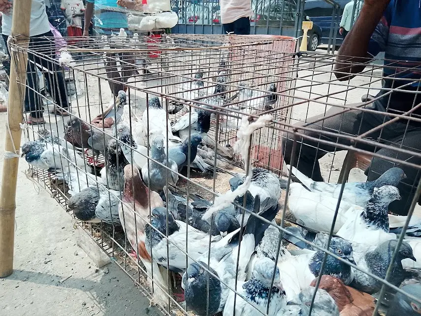 bird