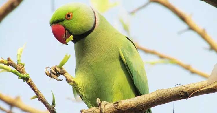 চন্দনারা কই?