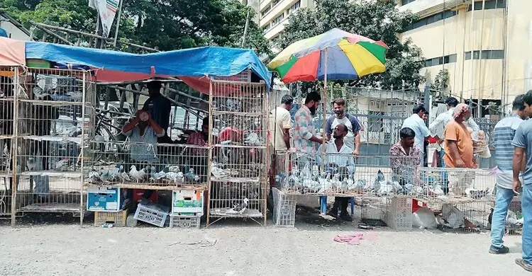 টঙ্গীর সাপ্তাহিক পশু-পাখির হাট থেকে যা যা কিনবেন