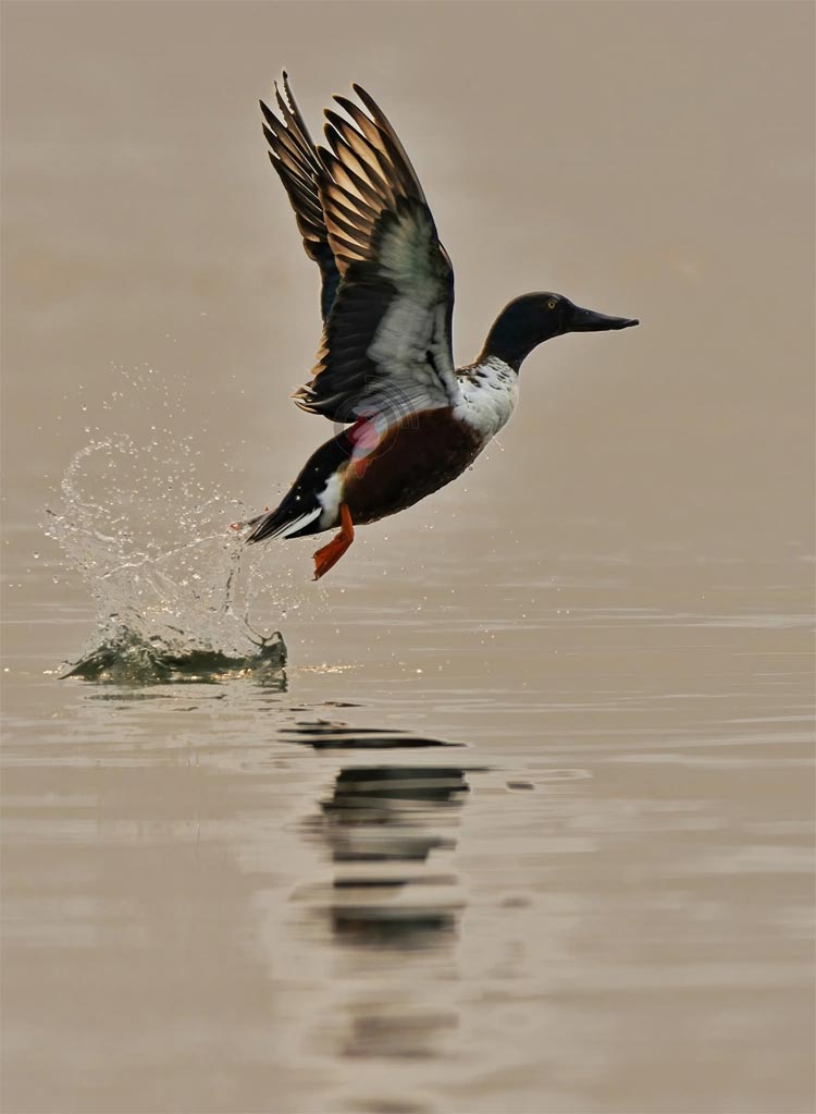 পরিযায়ী পাখিদের মানচিত্র থেকে বাদ পড়ছে রাজশাহী
