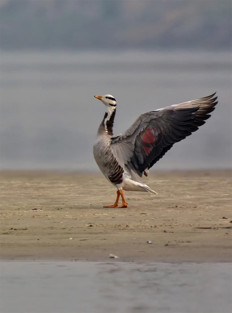 পরিযায়ী পাখিদের মানচিত্র থেকে বাদ পড়ছে রাজশাহী