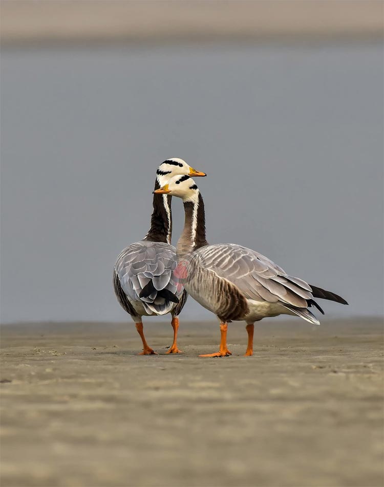 পরিযায়ী পাখিদের মানচিত্র থেকে বাদ পড়ছে রাজশাহী