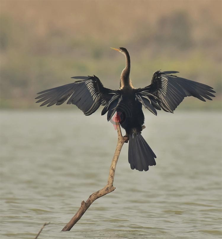 পরিযায়ী পাখিদের মানচিত্র থেকে বাদ পড়ছে রাজশাহী