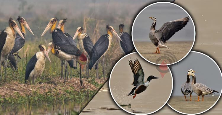 পরিযায়ী পাখিদের মানচিত্র থেকে বাদ পড়ছে রাজশাহী