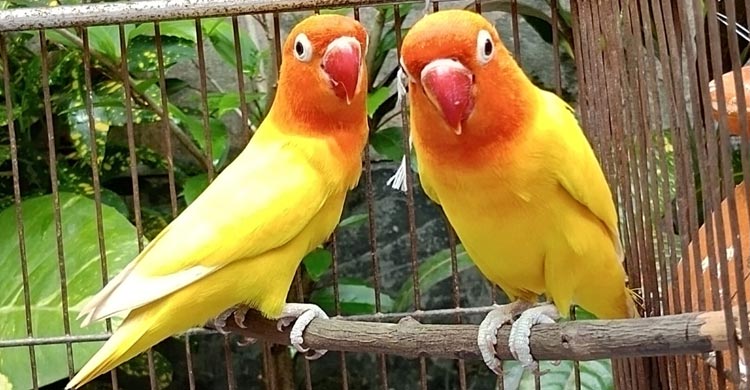 কোন পাখি পোষা যায়, যত্ন কেমন হবে