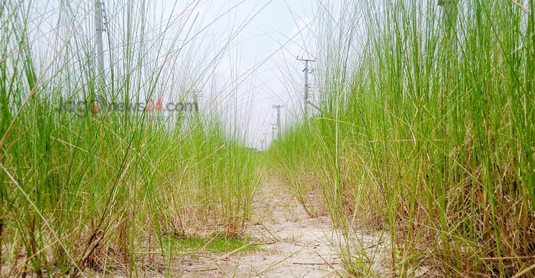 আগ্রহ নেই উদ্যোক্তাদের, রাজশাহীর বিসিক-২ যেন কাশবন