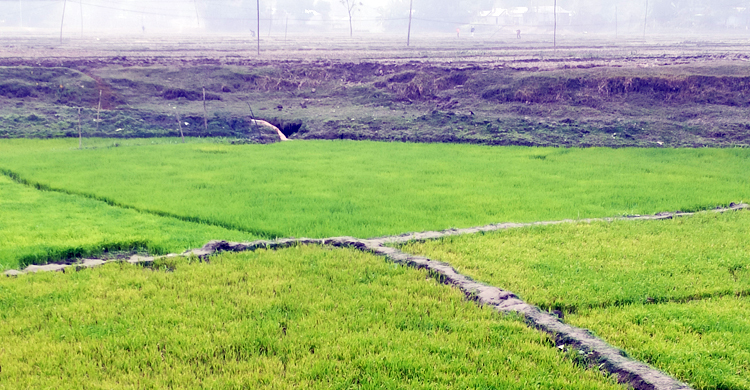 তীব্র ঠান্ডায় বীজতলা নিয়ে দুশ্চিন্তায় কৃষক