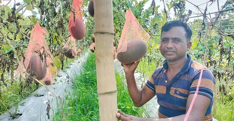 পাহাড়ে ফল চাষ